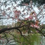 真冬に桜咲く！ブエノスアイレスの日本庭園